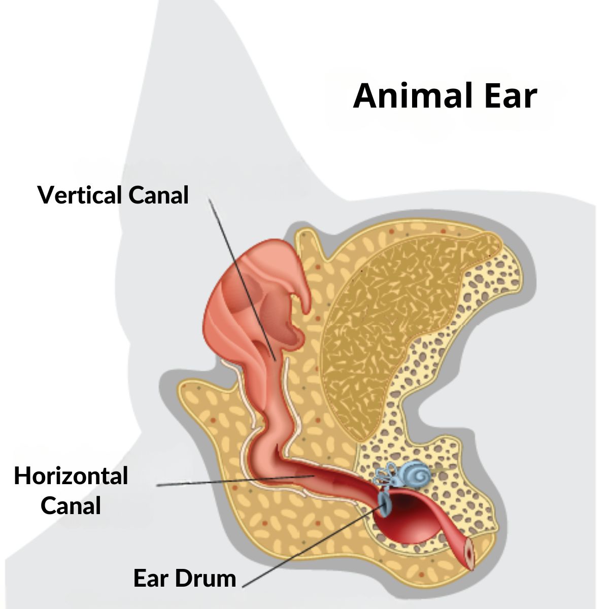 Animal Ear Remedy - 16 Doses